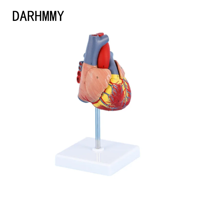 DARHMMY Модель сердца человека в натуральную величину, разобранная анатомическая модель сердца человека Анатомический медицинский инструмент для обучения